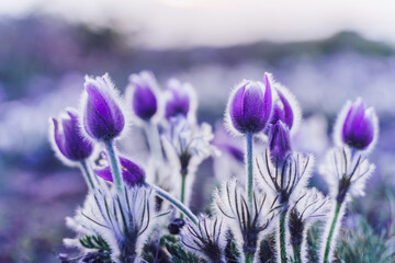 Dream-the beautiful grass Pulsatilla patens blooms in the spring in the mountains. The golden hue of the setting sun. Atmospheric spring background