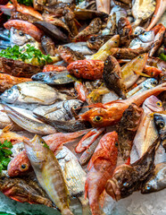 assorted fresh mediterranean fish on the counter