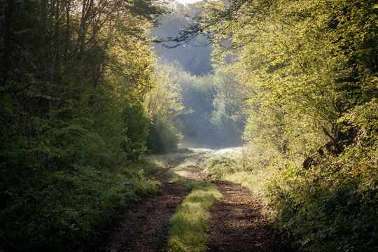 un chemin dans la campagne verdoyante baigné par la lumière matinale
