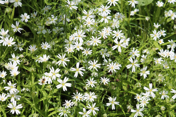 Flowering Greater stitchwort (Rabelera holostea, syn. Stellaria holostea) plants in wild nature