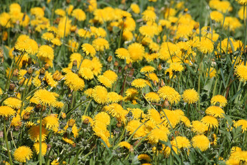 Field of dandelions yellow flowers and green grass. May, Belarus