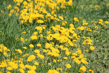 Field of dandelions yellow flowers and green grass. May, Belarus