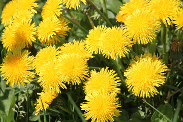 Dandelions (Taraxacum officinale) yellow flowers close-up in nature - obrazy, fototapety, plakaty
