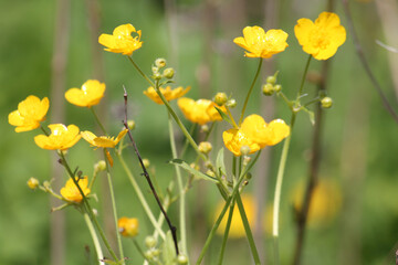 Yellow flowers of meadow buttercup (Ranunculus acris) in wild nature