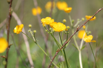 Obraz premium Yellow flowers of meadow buttercup (Ranunculus acris) in wild nature