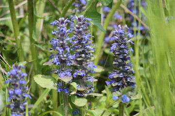 Flowering Blue bugle (Ajuga reptans) plants in wild nature. May, Belarus