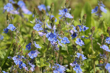 Flowering Germander speedwell (Veronica chamaedrys) plants in wild nature. May, Belarus