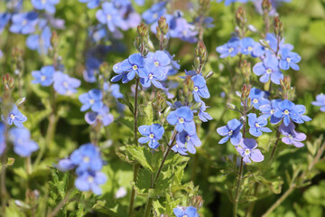 Flowering Germander speedwell (Veronica chamaedrys) plants in wild nature. May, Belarus