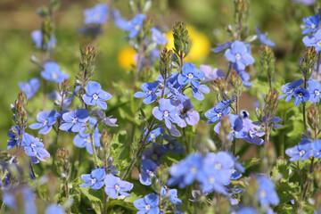 Blue flowers of Germander speedwell (Veronica chamaedrys) plant in wild nature. May, Belarus