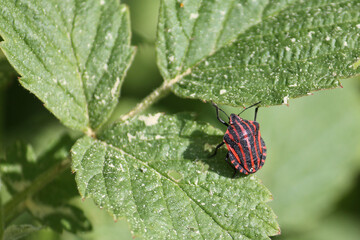 Italian striped bug (Graphosoma lineatum) on green leaf in wild nature