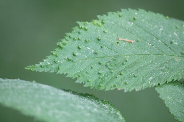 Galls caused by Aceria campestricola mite on elm (Ulmus sp.) green leaf. May, Belarus