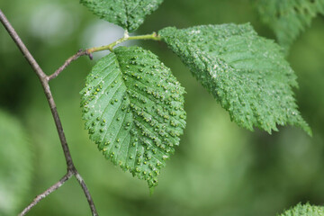 Galls caused by Aceria campestricola mite on elm (Ulmus sp.) green leaf. May, Belarus