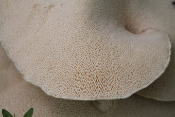Fototapeta na wymiar Hymenophore of Dryad's Saddle or Pheasant Back Mushroom (Cerioporus squamosus) close-up