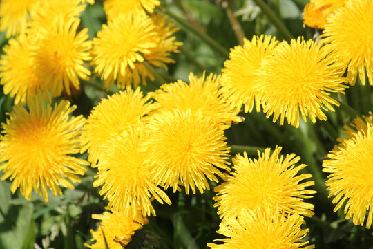 Fototapeta Dandelions (Taraxacum officinale) yellow flowers close-up in nature. May, Belarus