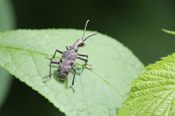 Black-spotted longhorn beetle (Rhagium mordax) in wild nature. May, Belarus