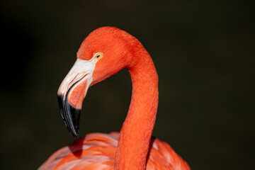 A Pink Flamingo Looking at the Head Profile