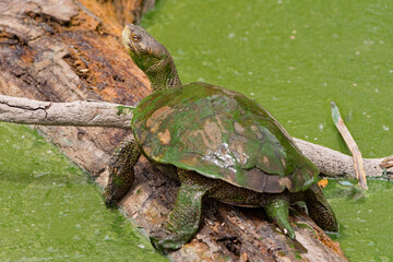 Obraz premium Pacific Pond or Western Pond Turtle Covered in Duck Weed 