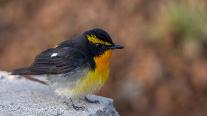 황금새 앉은 배경