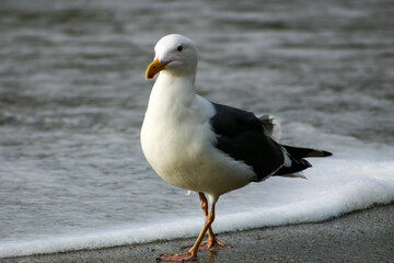 Fototapeta na wymiar A Sea Gull looking for Food in the Surf Zone on a California Beach