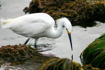 A Snowy Egret Foraging in an Ocean  Tide Pool for Food