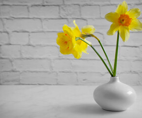Narcissus flower in vase on old background