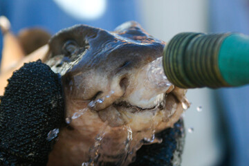 A Horn Shark Being Held by Divers as it is being readied for a Conservation Tag