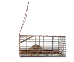 rat trap in studio