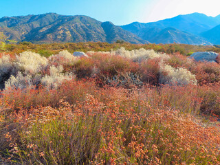 California Buckwheat in a Beautiful Dry Chaparral Habitats Ripe with Seed Blossoms