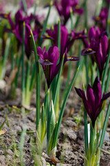 Iridodictium reticulum ( lat. Iridodictyum reticulatum ) in spring garden