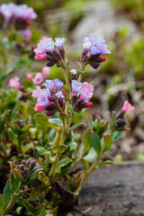 Lungwort ( lat. Pulmonaria ) is a genus of low perennial herbaceous plants of the Borage family