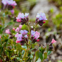 Lungwort ( lat. Pulmonaria ) is a genus of low perennial herbaceous plants of the Borage family