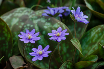  Noble liverwort , or common liverwort ( lat. Hepatica nobilis ) is a herbaceous winter-green plant