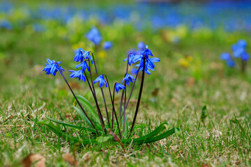 Siberian Scilla ( lat. Scilla siberica ) is a perennial herbaceous bulbous plant, ephemeroid ,...