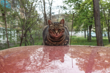 Cat sitting on the roof of a car. Cat resting on the roof of a red car in a yard in spring.