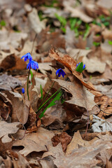 Siberian Scilla ( lat. Scilla siberica ) is a perennial herbaceous bulbous plant, ephemeroid ,...