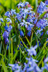  Siberian Scilla ( lat. Scilla siberica ) is a perennial herbaceous bulbous plant, ephemeroid , species of the genus Scilla