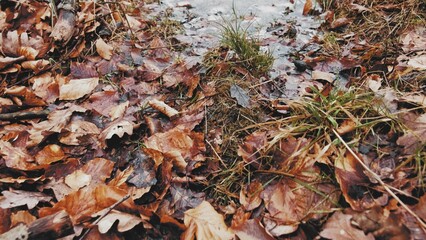 Brown Withered Forest Foliage Leaves Frozen Creek Push In Low Angle