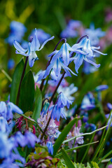  Siberian Scilla ( lat. Scilla siberica ) is a perennial herbaceous bulbous plant, ephemeroid ,...