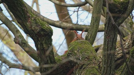 Common Red Squirrel Hiding in Tree Branches