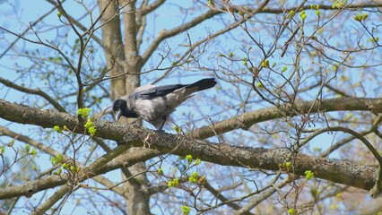 Gray Hooded Crow Rubbing Cleaning Sharpening Beak Against Rough Tree Branch