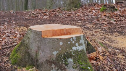 Healthy Tree Stump with Fresh Scobs Cut by Lumberjacks during Devastating Industrial Deforestation
