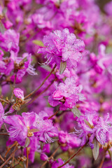 Dahurian rhododendron ( lat. Rhododendron dauricum ) is a deciduous or evergreen shrub common in Asia east of the Altai Mountains