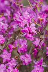 Dahurian rhododendron ( lat. Rhododendron dauricum ) is a deciduous or evergreen shrub common in Asia east of the Altai Mountains