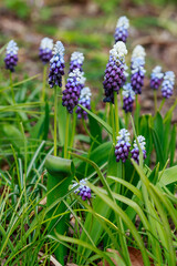  Grape hyacinth, also known as Muscari armeniacum