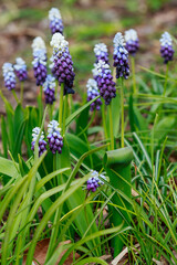 Grape hyacinth, also known as Muscari armeniacum