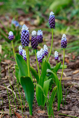 Grape hyacinth, also known as Muscari armeniacum in spring garden