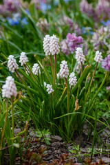 Pink flowers of Grape hyacinth, also known as Muscari armeniacum in spring garden