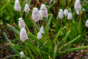 Pink flowers of Grape hyacinth, also known as Muscari armeniacum