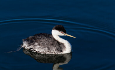 great crested grebe floating in the back bay in Newport Beach California