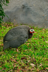 Guinea fowl in an outdoor park.
